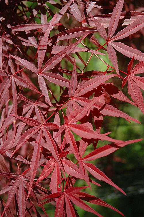 Red Bamboo Japanese Maple (Acer Palmatum 'Beni Otake') - 3 Gallon Pot 8 Red Bamboo Japanese Maple (Acer Palmatum 'Beni Otake') - 3 Gallon Pot - Image 6