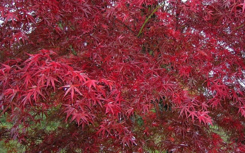 Red Bamboo Japanese Maple (Acer Palmatum 'Beni Otake') - 3 Gallon Pot 9 Red Bamboo Japanese Maple (Acer Palmatum 'Beni Otake') - 3 Gallon Pot - Image 7