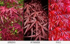 Red Bamboo Japanese Maple (Acer Palmatum 'Beni Otake') - 3 Gallon Pot 12 Red Bamboo Japanese Maple (Acer Palmatum 'Beni Otake') - 3 Gallon Pot -Plant Shop acer palmatum beni otake 4