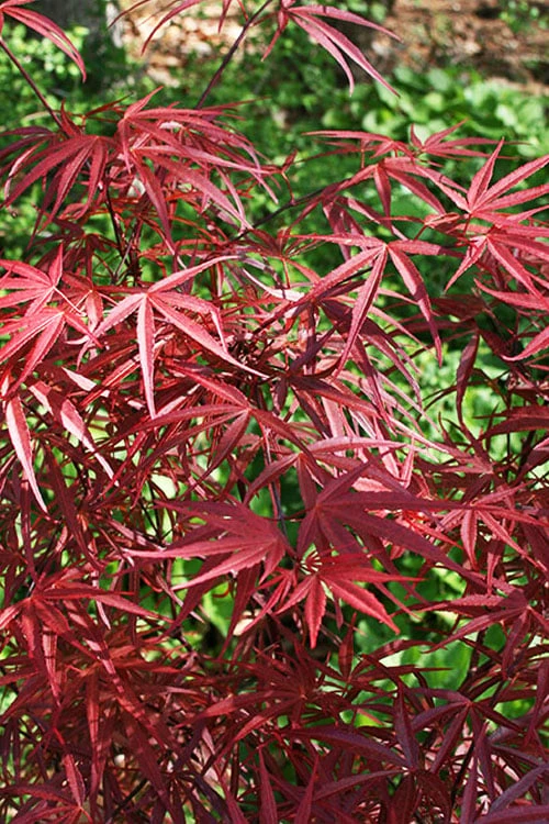 Red Bamboo Japanese Maple (Acer Palmatum 'Beni Otake') - 3 Gallon Pot 7 Red Bamboo Japanese Maple (Acer Palmatum 'Beni Otake') - 3 Gallon Pot - Image 5