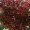 Red Bamboo Japanese Maple (Acer Palmatum 'Beni Otake') - 3 Gallon Pot 1 Red Bamboo Japanese Maple (Acer Palmatum 'Beni Otake') - 3 Gallon Pot -Plant Shop acer palmatum beni otake japanese maple 1