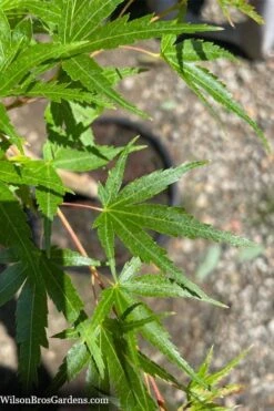 Corvallis Broom Dwarf Coral Bark Japanese Maple - 3 Gallon Pot -Plant Shop acer palmatum corvallis broom dwarf coral bark japanese maple 5