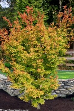 Corvallis Broom Dwarf Coral Bark Japanese Maple - 3 Gallon Pot -Plant Shop acer palmatum corvallis broom dwarf coral bark japanese maple 7