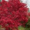 Emperor 1 Japanese Maple - 1 Gallon Pot 2 Emperor 1 Japanese Maple - 1 Gallon Pot -Plant Shop acer palmatum emperor 1 japanese maple 21
