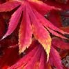 Fascination Japanese Maple - 3 Gallon Pot -Plant Shop acer palmatum fascination japanese maple foliage colors 7