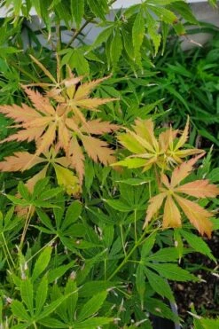 Fascination Japanese Maple - 3 Gallon Pot 13 Fascination Japanese Maple - 3 Gallon Pot -Plant Shop acer palmatum fascination japanese maple summer color 1