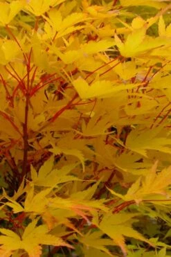 Corvallis Broom Dwarf Coral Bark Japanese Maple - 3 Gallon Pot -Plant Shop acer palmatum fhellheim dwarf coral bark japanese maple 6