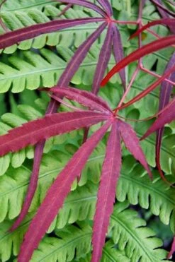 Filifera Purpurea Japanese Maple - 3 Gallon Pot 18 Filifera Purpurea Japanese Maple - 3 Gallon Pot -Plant Shop acer palmatum filifera purpurea 1