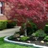 Filifera Purpurea Japanese Maple - 3 Gallon Pot -Plant Shop acer palmatum filifera purpurea 2