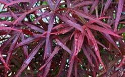 Filifera Purpurea Japanese Maple - 3 Gallon Pot 19 Filifera Purpurea Japanese Maple - 3 Gallon Pot -Plant Shop acer palmatum filifera purpurea 3