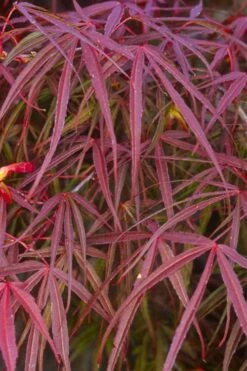 Filifera Purpurea Japanese Maple - 3 Gallon Pot 22 Filifera Purpurea Japanese Maple - 3 Gallon Pot -Plant Shop acer palmatum filifera purpurea 5