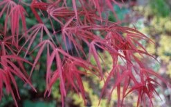 Filifera Purpurea Japanese Maple - 3 Gallon Pot 23 Filifera Purpurea Japanese Maple - 3 Gallon Pot -Plant Shop acer palmatum filifera purpurea 6