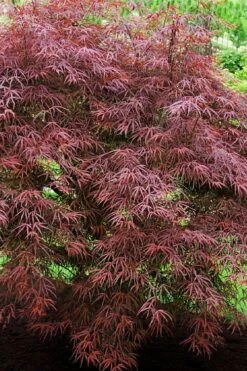 Filifera Purpurea Japanese Maple - 3 Gallon Pot 16 Filifera Purpurea Japanese Maple - 3 Gallon Pot -Plant Shop acer palmatum filifera purpurea 7