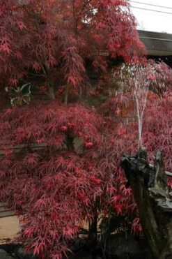 Filifera Purpurea Japanese Maple - 3 Gallon Pot 17 Filifera Purpurea Japanese Maple - 3 Gallon Pot -Plant Shop acer palmatum filifera purpurea 8