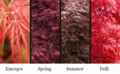 Garnet Laceleaf Japanese Maple - 3 Gallon Pot -Plant Shop acer palmatum garnet japanese maple 3