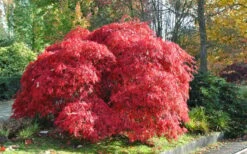 Garnet Laceleaf Japanese Maple - 3 Gallon Pot -Plant Shop acer palmatum garnet japanese maple 4