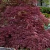 Garnet Laceleaf Japanese Maple - 3 Gallon Pot -Plant Shop acer palmatum garnet japanese maple 7