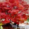 Glowing Embers Japanese Maple - 7 Gallon Pot (7'+) 1 Glowing Embers Japanese Maple - 7 Gallon Pot (7'+) -Plant Shop acer palmatum glowing embers japanese maple 20 1