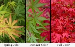 Glowing Embers Japanese Maple - 7 Gallon Pot (7'+) -Plant Shop acer palmatum glowing embers japanese maple 21 1