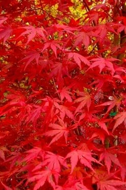 Glowing Embers Japanese Maple - 7 Gallon Pot (7'+) -Plant Shop acer palmatum glowing embers japanese maple 22 1
