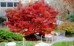 Glowing Embers Japanese Maple - 3 Gallon Pot -Plant Shop acer palmatum glowing embers japanese maple 24
