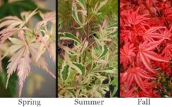 Hana Tsukasa Japanese Maple - 3 Gallon Pot (4-5') 11 Hana Tsukasa Japanese Maple - 3 Gallon Pot (4-5') -Plant Shop acer palmatum hana tsukasa japanese maple 1