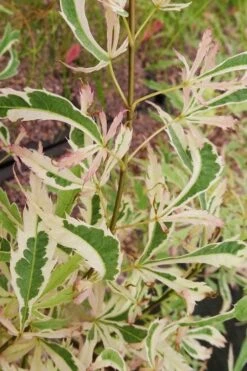 Hana Tsukasa Japanese Maple - 3 Gallon Pot (4-5') 13 Hana Tsukasa Japanese Maple - 3 Gallon Pot (4-5') -Plant Shop acer palmatum hana tsukasa japanese maple 3