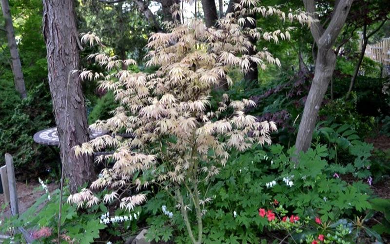 Hana Tsukasa Japanese Maple - 3 Gallon Pot (4-5') 7 Hana Tsukasa Japanese Maple - 3 Gallon Pot (4-5') - Image 5