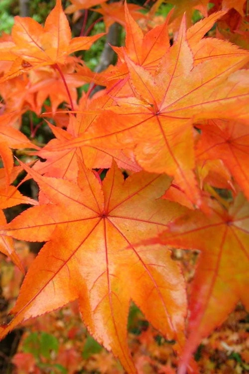 Hogyoku Japanese Maple - 1 Gallon Pot 3 Hogyoku Japanese Maple - 1 Gallon Pot