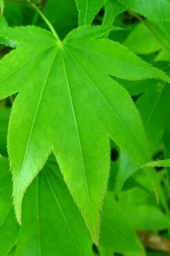 Hogyoku Japanese Maple - 3 Gallon Pot -Plant Shop acer palmatum hogyoku japanese maple 4 1