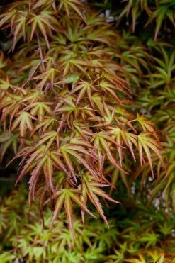 Eagle's Claw Japanese Maple - (Acer Palmatum 'Kamagata') - 3 Gallon Pot -Plant Shop acer palmatum kamagata eagles claw japanese maple 2