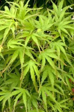 Eagle's Claw Japanese Maple - (Acer Palmatum 'Kamagata') - 3 Gallon Pot -Plant Shop acer palmatum kamagata eagles claw japanese maple 3