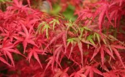 Eagle's Claw Japanese Maple - (Acer Palmatum 'Kamagata') - 3 Gallon Pot -Plant Shop acer palmatum kamagata eagles claw japanese maple 4