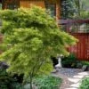 Eagle's Claw Japanese Maple - (Acer Palmatum 'Kamagata') - 3 Gallon Pot -Plant Shop acer palmatum kamagata eagles claw japanese maple 6