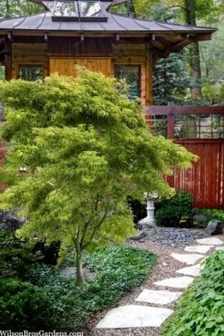 Eagle's Claw Japanese Maple - (Acer Palmatum 'Kamagata') - 3 Gallon Pot