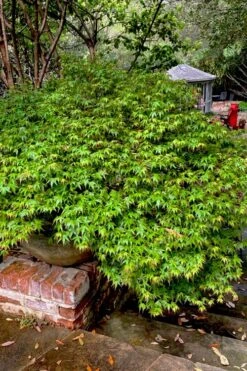 Kiyohime Spreading Japanese Maple - 2 Gallon Pot -Plant Shop acer palmatum kiyohime dwarf japanese maple 10