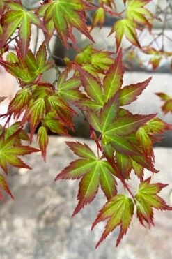 Kiyohime Spreading Japanese Maple - 2 Gallon Pot -Plant Shop acer palmatum kiyohime dwarf japanese maple 4