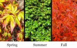 Kiyohime Spreading Japanese Maple - 2 Gallon Pot -Plant Shop acer palmatum kiyohime dwarf japanese maple 7
