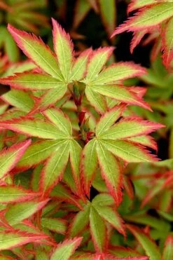 Kiyohime Spreading Japanese Maple - 2 Gallon Pot