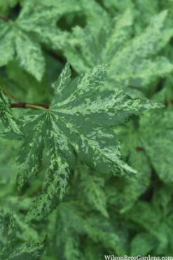 Kumoi Nishiki Japanese Full Moon Maple - 2 Gallon Pot -Plant Shop acer palmatum kumoi nishiki 1