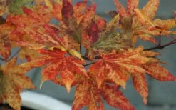 Kumoi Nishiki Japanese Full Moon Maple - 2 Gallon Pot -Plant Shop acer palmatum kumoi nishiki 12