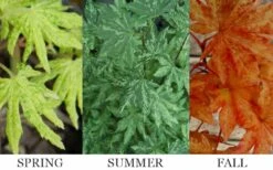 Kumoi Nishiki Japanese Full Moon Maple - 2 Gallon Pot -Plant Shop acer palmatum kumoi nishiki 13