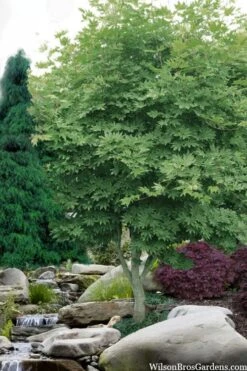 Kumoi Nishiki Japanese Full Moon Maple - 2 Gallon Pot -Plant Shop acer palmatum kumoi nishiki japanese maple 3