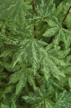 Kumoi Nishiki Japanese Full Moon Maple - 2 Gallon Pot -Plant Shop acer palmatum kumoi nishiki japanese maple 4