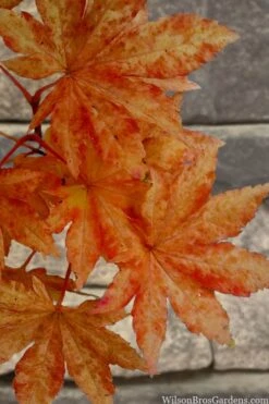 Kumoi Nishiki Japanese Full Moon Maple - 2 Gallon Pot -Plant Shop acer palmatum kumoi nishiki japanese maple 7