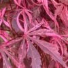 Lileeanne's Jewel Pink Leaf Japanese Maple - 3 Gallon Pot 1 Lileeanne's Jewel Pink Leaf Japanese Maple - 3 Gallon Pot -Plant Shop acer palmatum lileeannes jewel 5