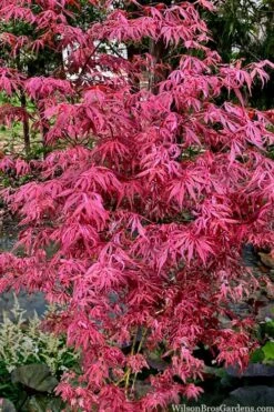 Lileeanne's Jewel Pink Leaf Japanese Maple - 3 Gallon Pot -Plant Shop acer palmatum lileeannes jewel 6
