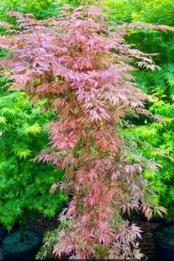 Lileeanne's Jewel Pink Leaf Japanese Maple - 3 Gallon Pot -Plant Shop acer palmatum lileeannes jewel 7