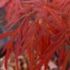 Lionheart Japanese Maple - 5 Gallon Pot 1 Lionheart Japanese Maple - 5 Gallon Pot -Plant Shop acer palmatum lion heart japanese maple 10