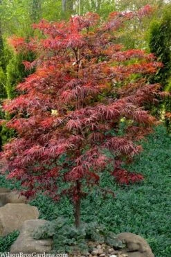 Lionheart Japanese Maple - 5 Gallon Pot -Plant Shop acer palmatum lion heart japanese maple 7